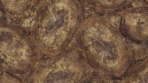 Окаменелое дерево Petrified Wood Brown